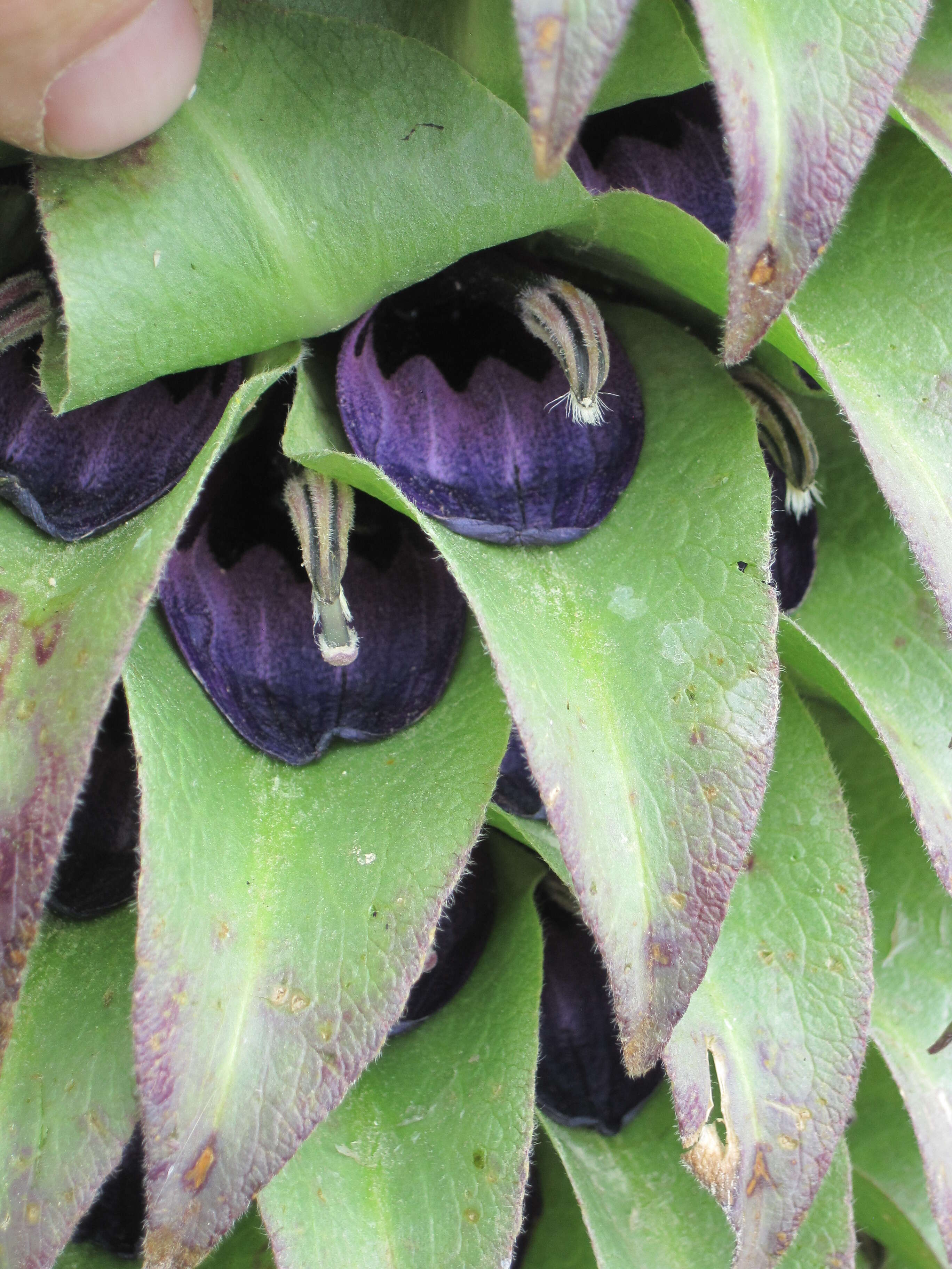 Image de Lobelia gregoriana Baker fil.