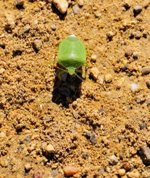 Image of Southern green stink bug