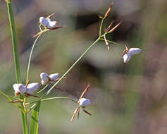 Image of Anthracoideaceae