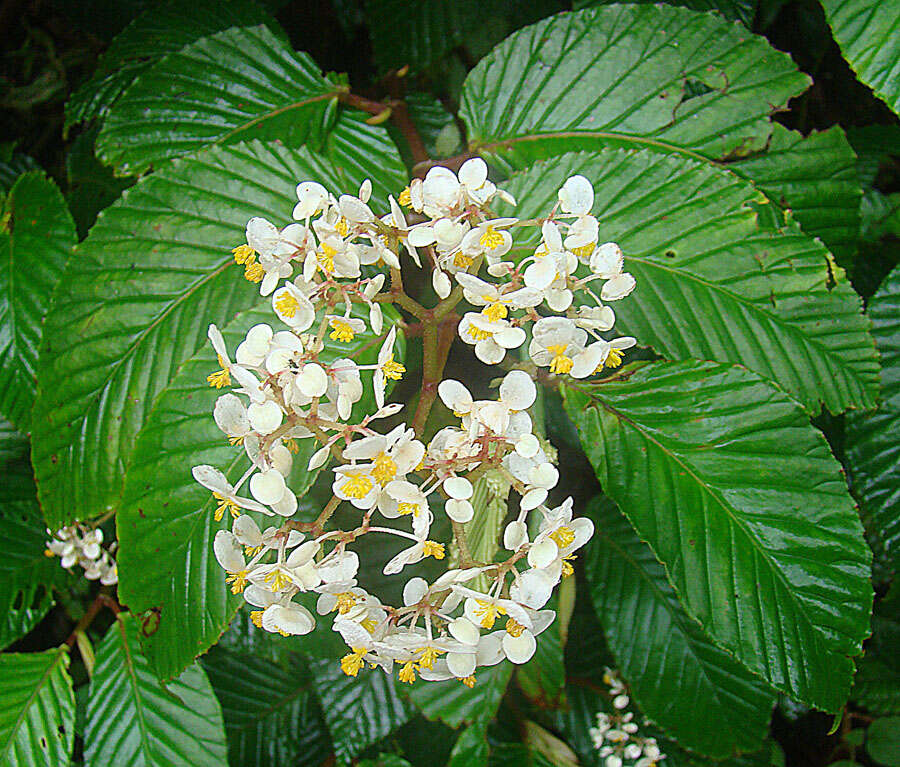 Image de Begonia convallariodora C. DC.