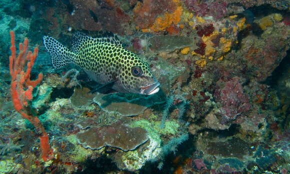 Image of Harlequin sweetlips