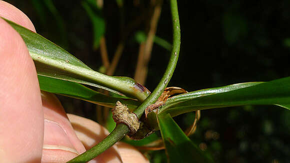 Image de Herreria glaziovii Lecomte