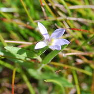 Plancia ëd Lobelia pratioides Benth.