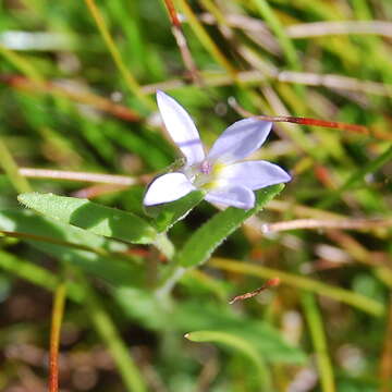 Image of Lobelia pratioides Benth.