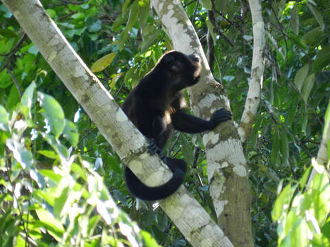 Image of Ecuadorian Mantled Howling Monkey