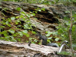 Image of pine squirrel