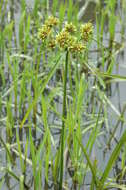 Image of Tall flatsedge