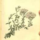 Image of Stevia eupatoria (Spreng.) Willd.