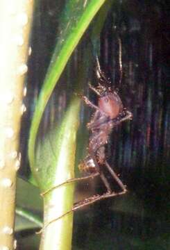 Image of Leaf-cutter ant