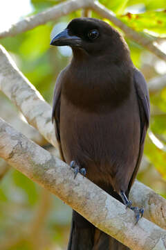 Image of Purplish Jay