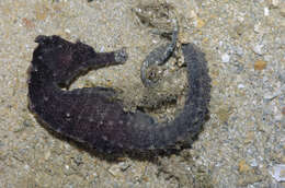 Image of seahorses