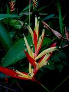 Image of parakeetflower