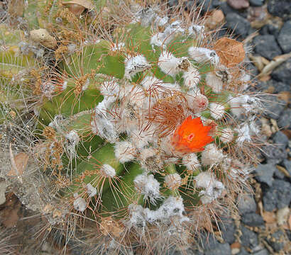 Parodia horstii (F. Ritter) N. P. Taylor resmi