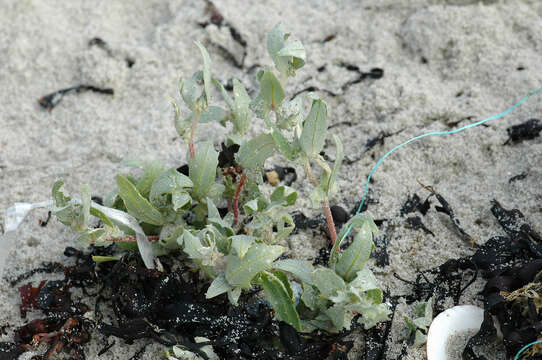 Image de Atriplex laciniata L.