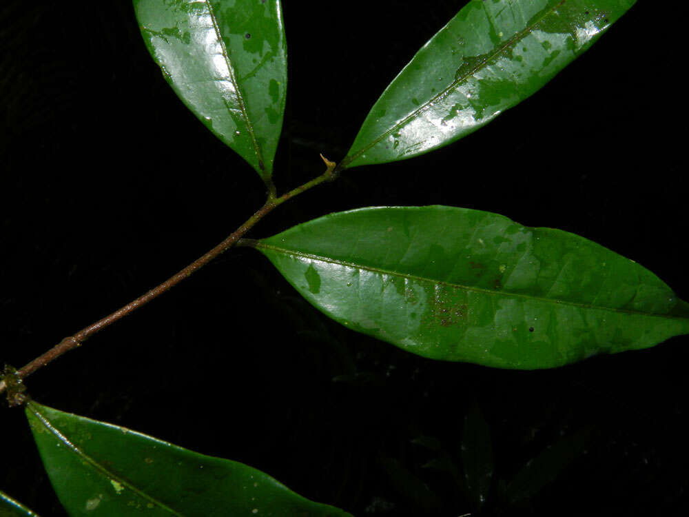 Image of Ocotea multiflora H. van der Werff