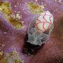 Image of lined bubble snail