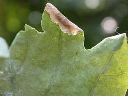 Image of White Oak Midget