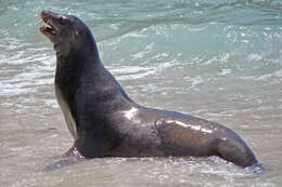 Image of Sea Lion