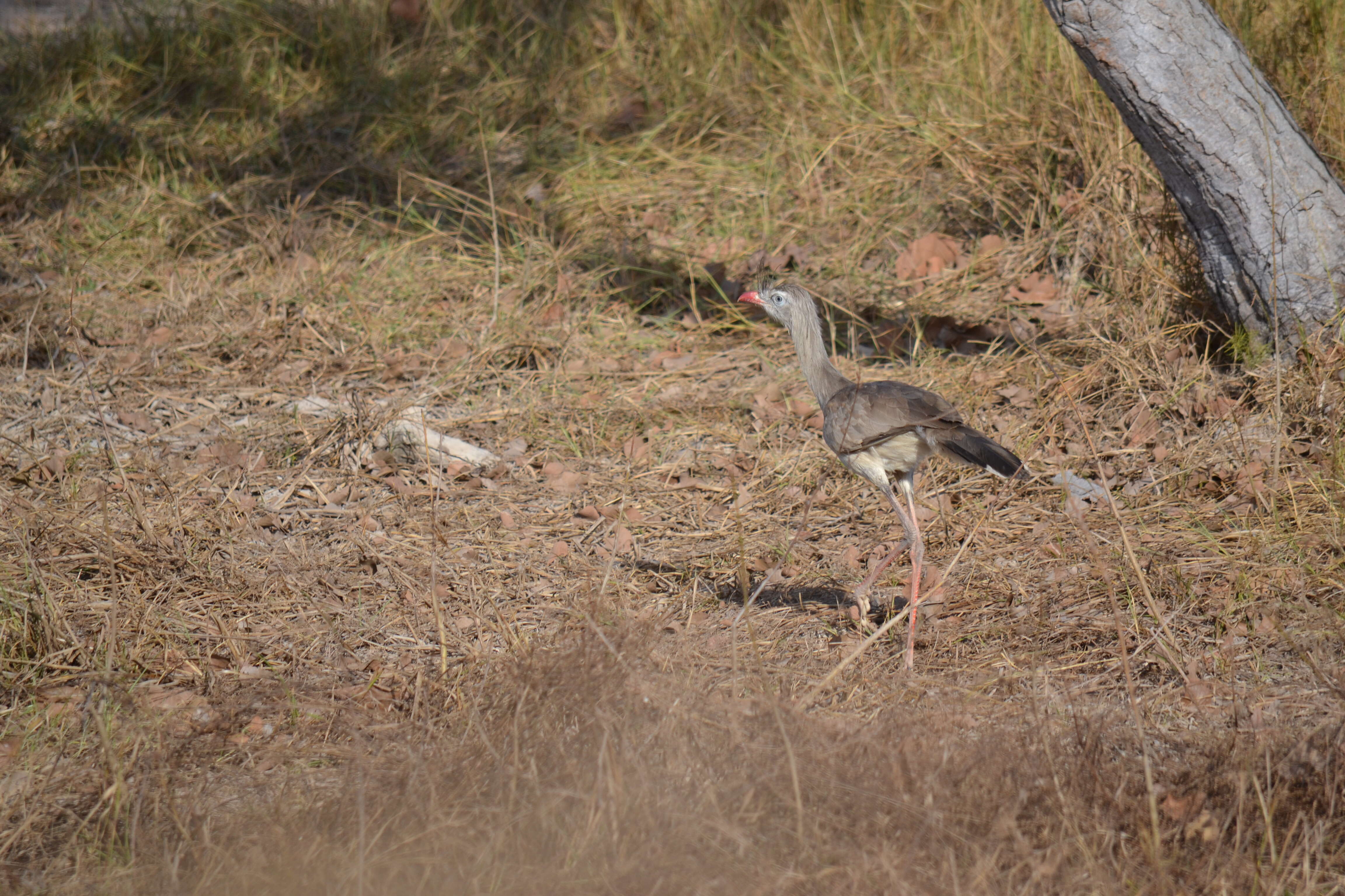 Image of Cariamiformes