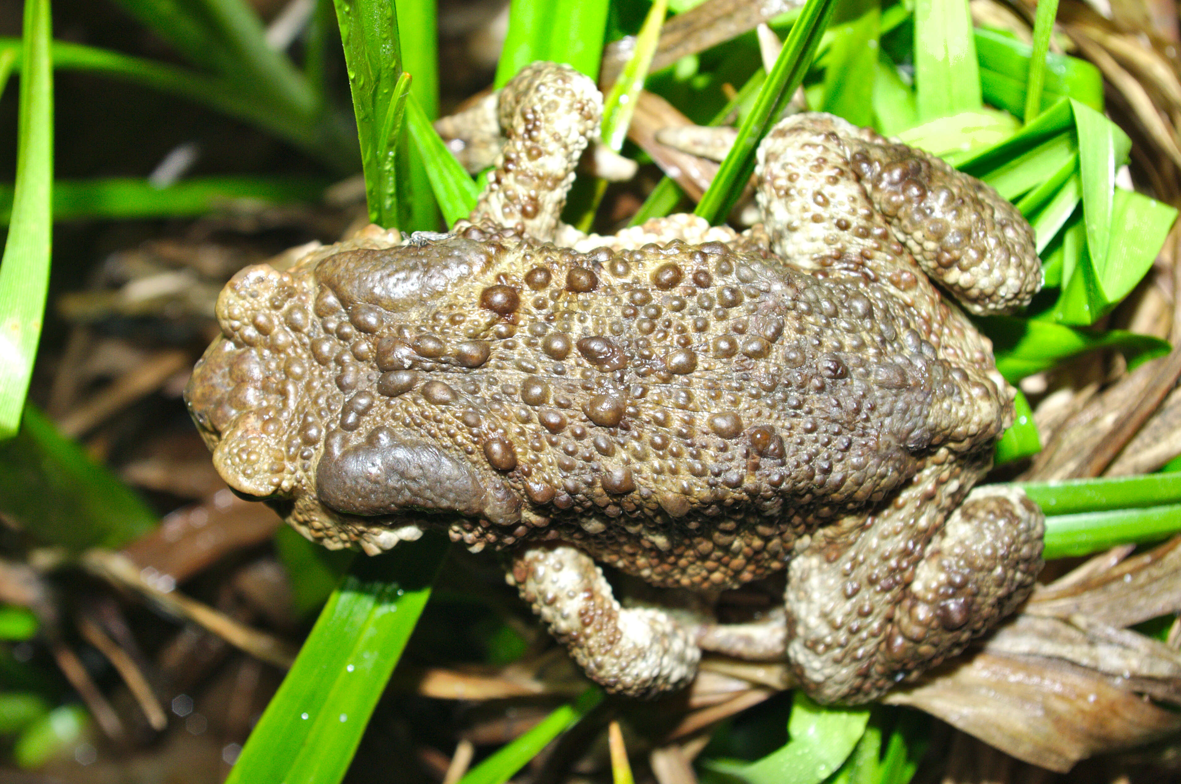 Image of Nile Valley Toad