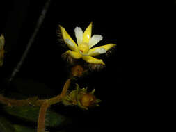 Image of Apeiba tibourbou Aubl.