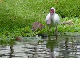 Image of Platalea Linnaeus 1758