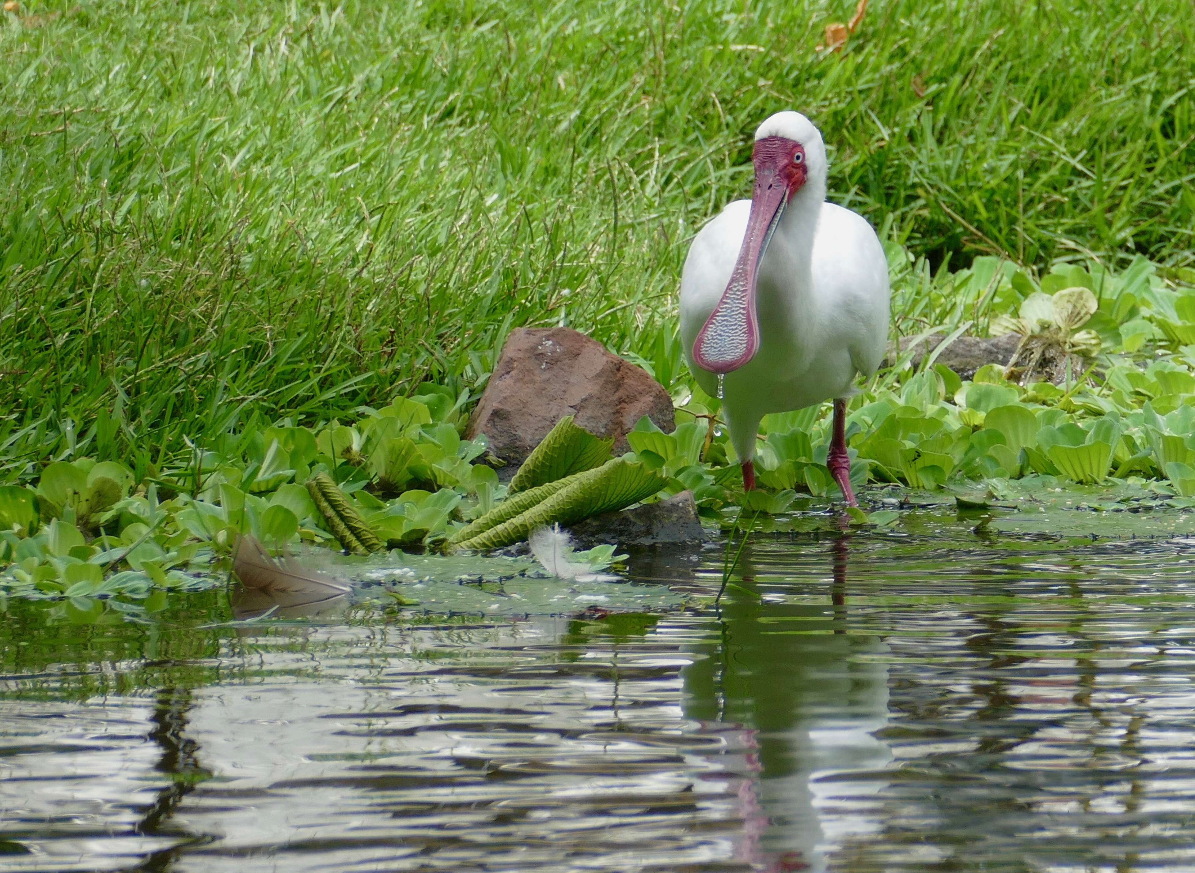 Image of Platalea Linnaeus 1758