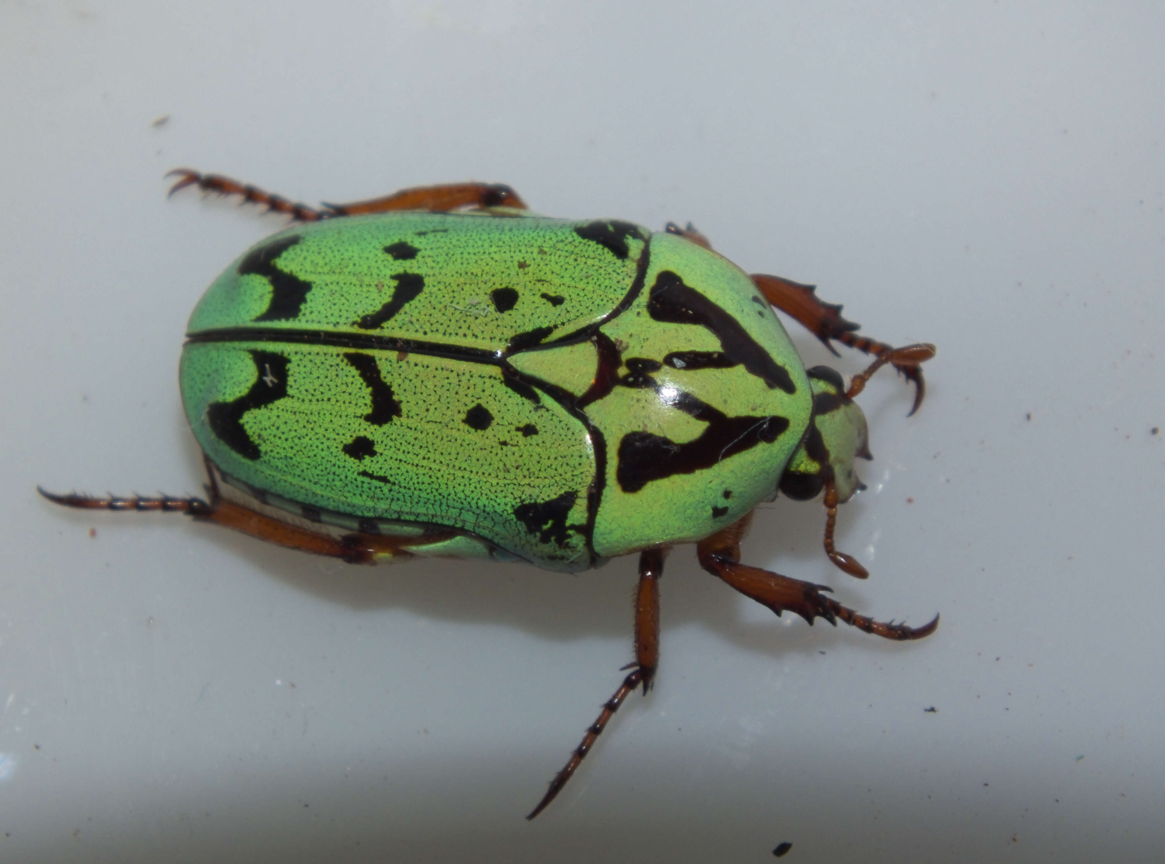 Image of flower chafers (beetles)