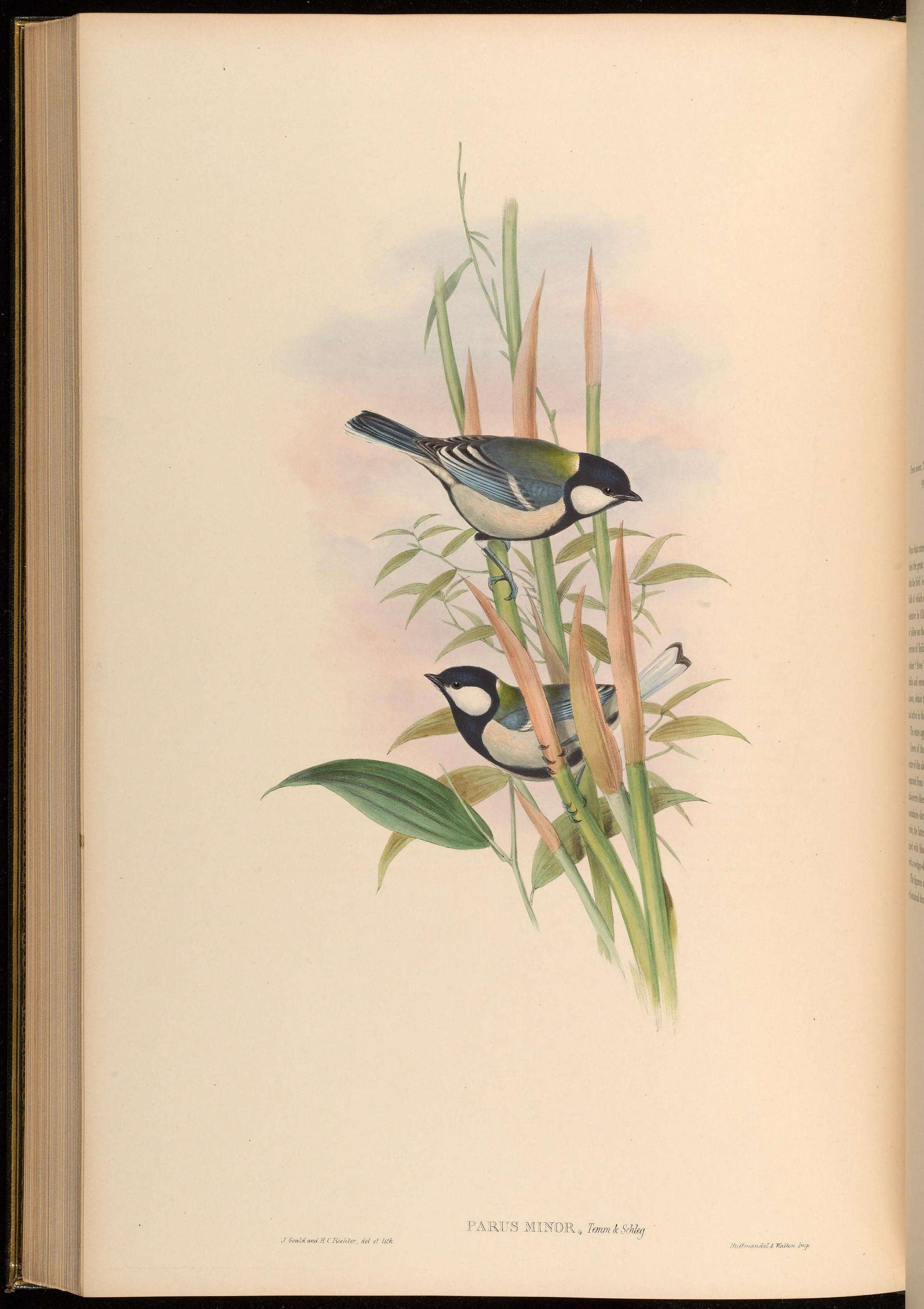 صورة Parus minor Temminck & Schlegel 1848