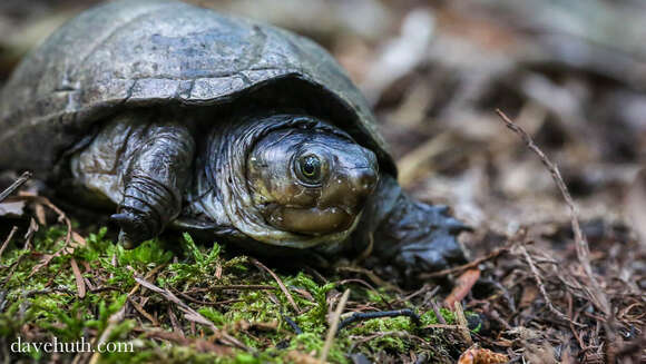 Image of Common Mud Turtle