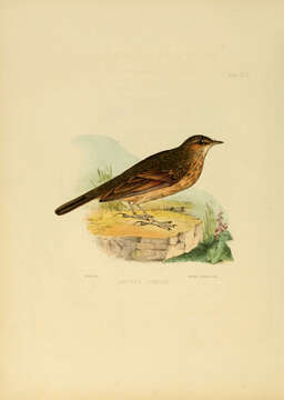 Image of Long-billed Pipit