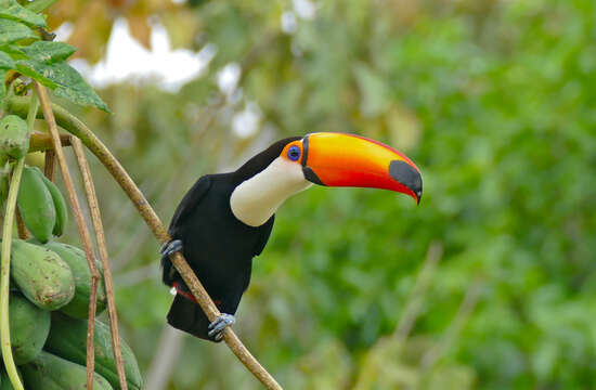 Слика од Ramphastos toco Müller & Pls 1776