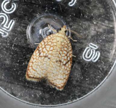 Image of Acleris