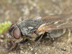 Image of blow flies