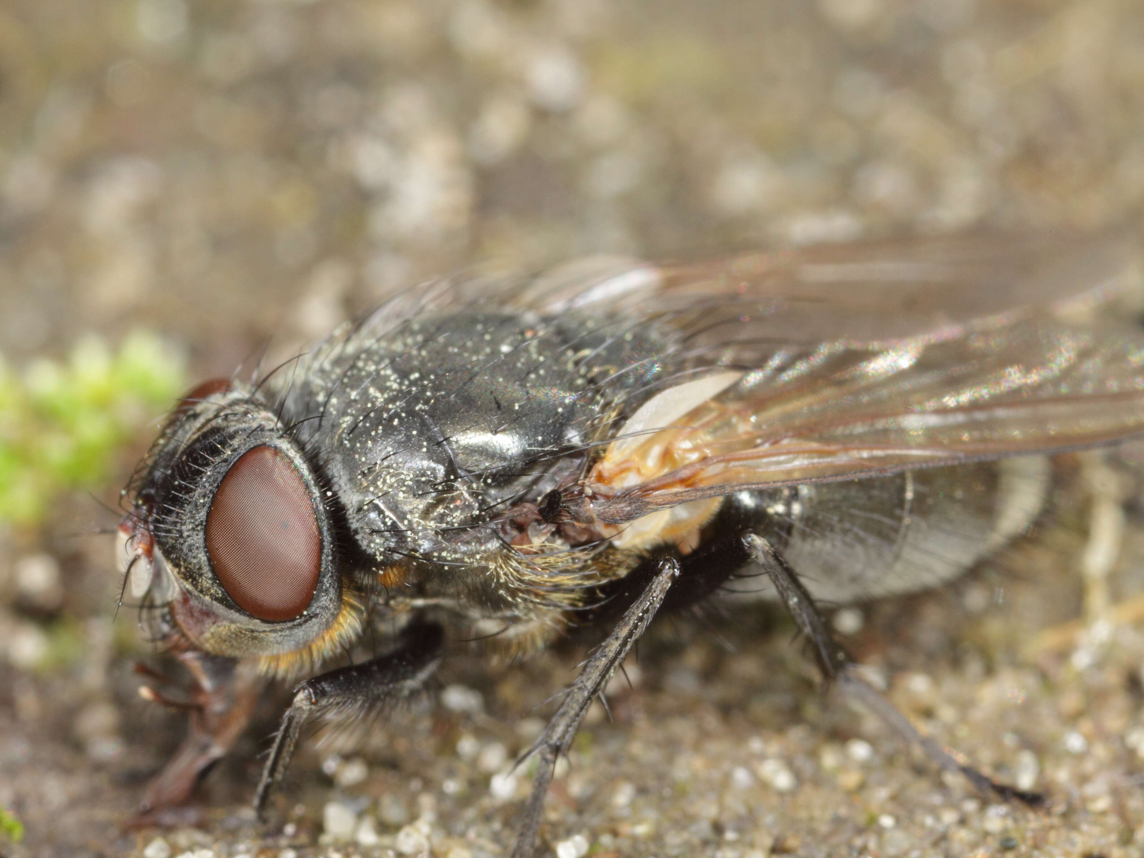 Image of blow flies