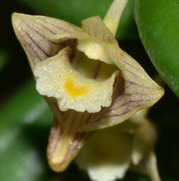 Imagem de Dendrobium pachyphyllum (Kuntze) Bakh. fil.