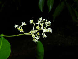 Image of Ocotea multiflora H. van der Werff