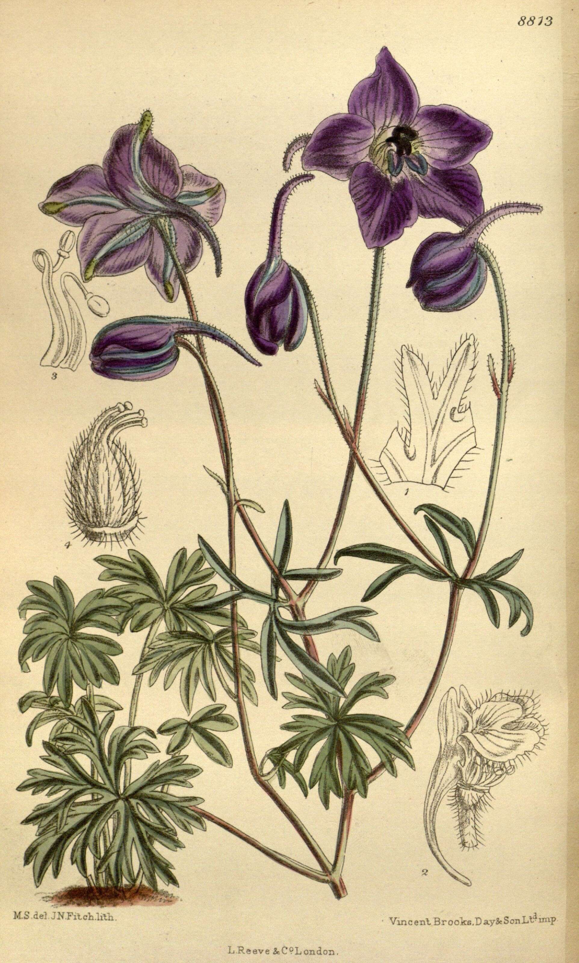 Image of Delphinium pylzowii Maxim.