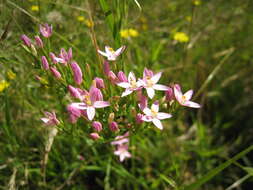 Image of Centaury