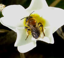 Image of Andrena bicolor Fabricius 1775