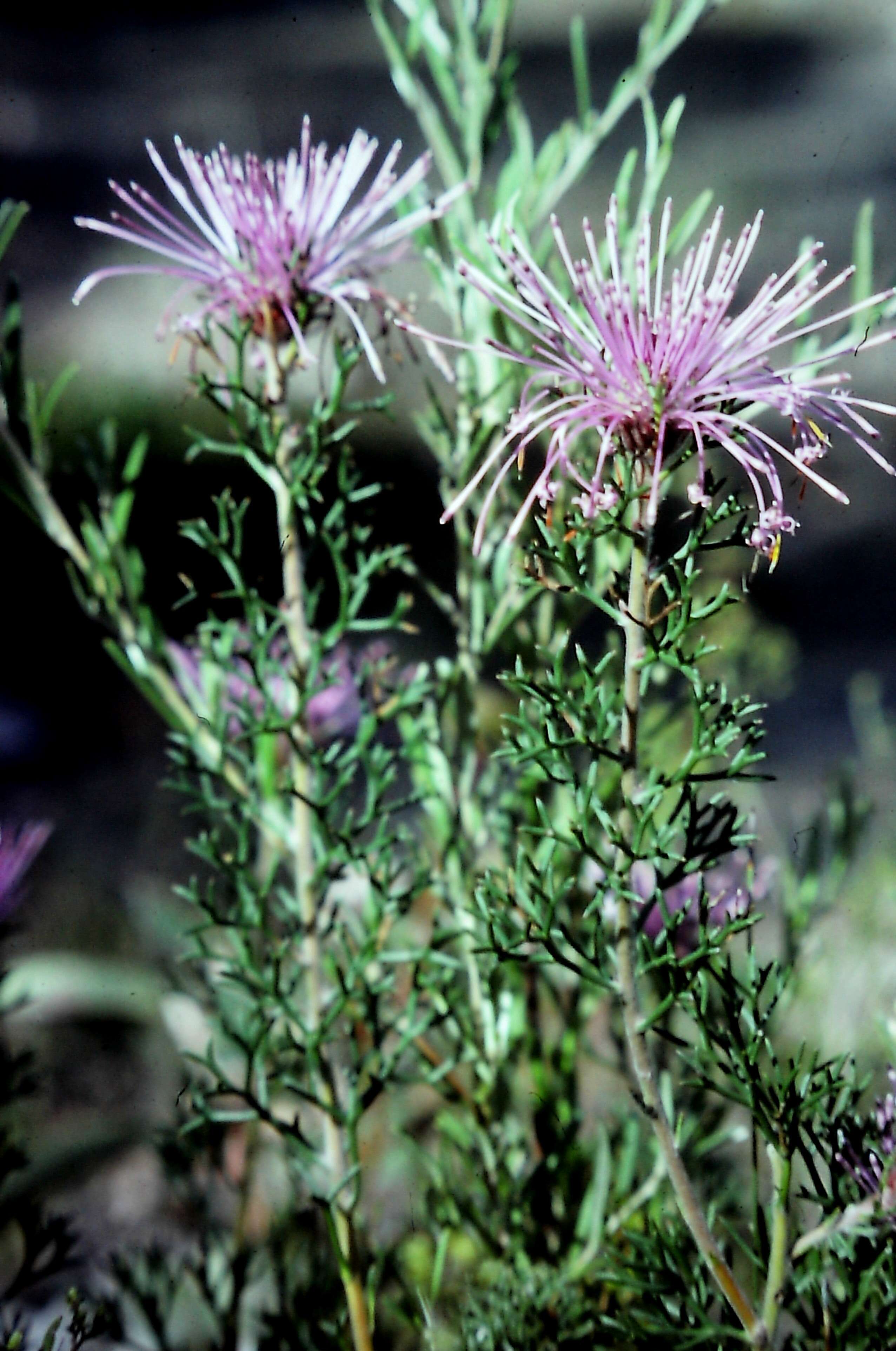 Image of Isopogon formosus R. Br.