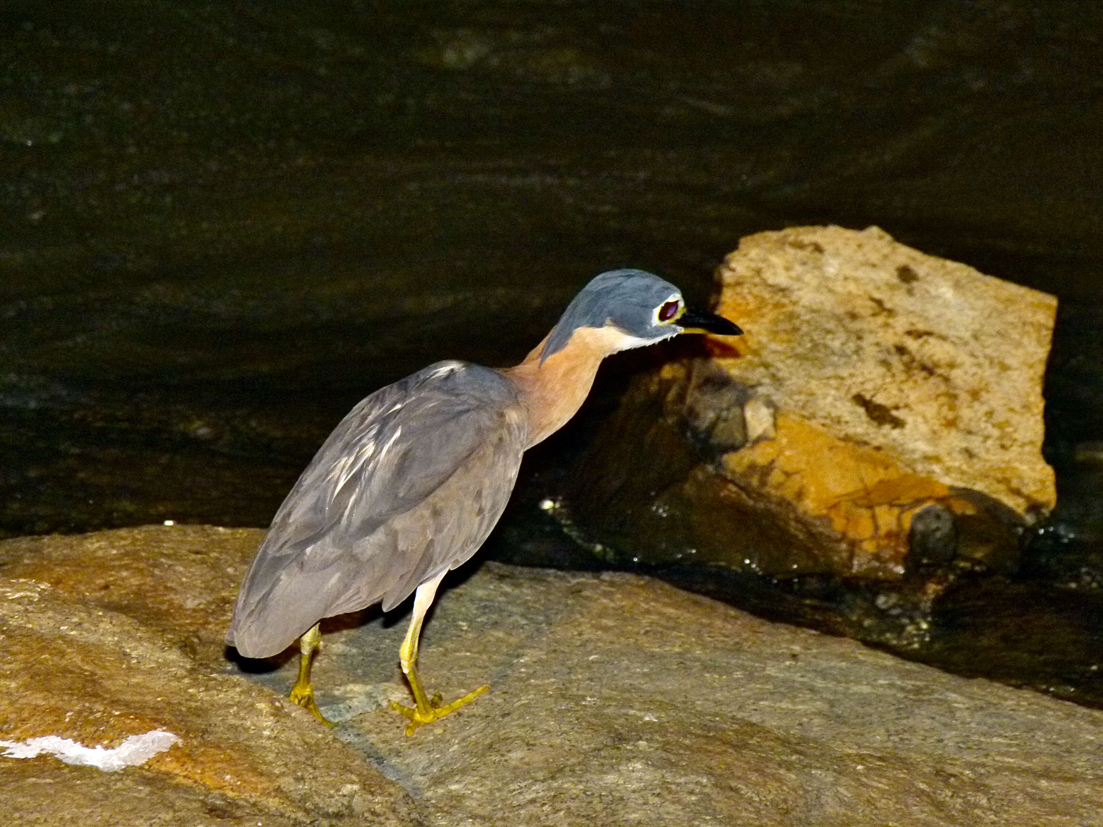 Image of White-backed Night Heron