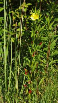 Imagem de Oenothera pycnocarpa Atkinson & Bartlett