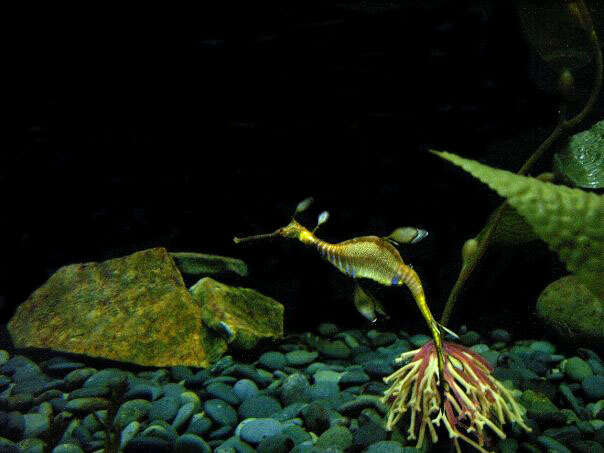 Sivun Phyllopteryx kuva