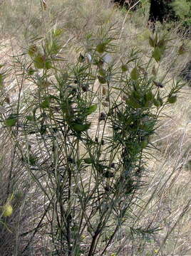 Image of Milkweed