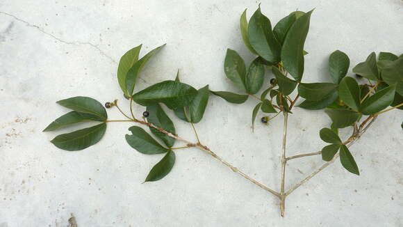 Image of Vitex rufescens A. Juss.