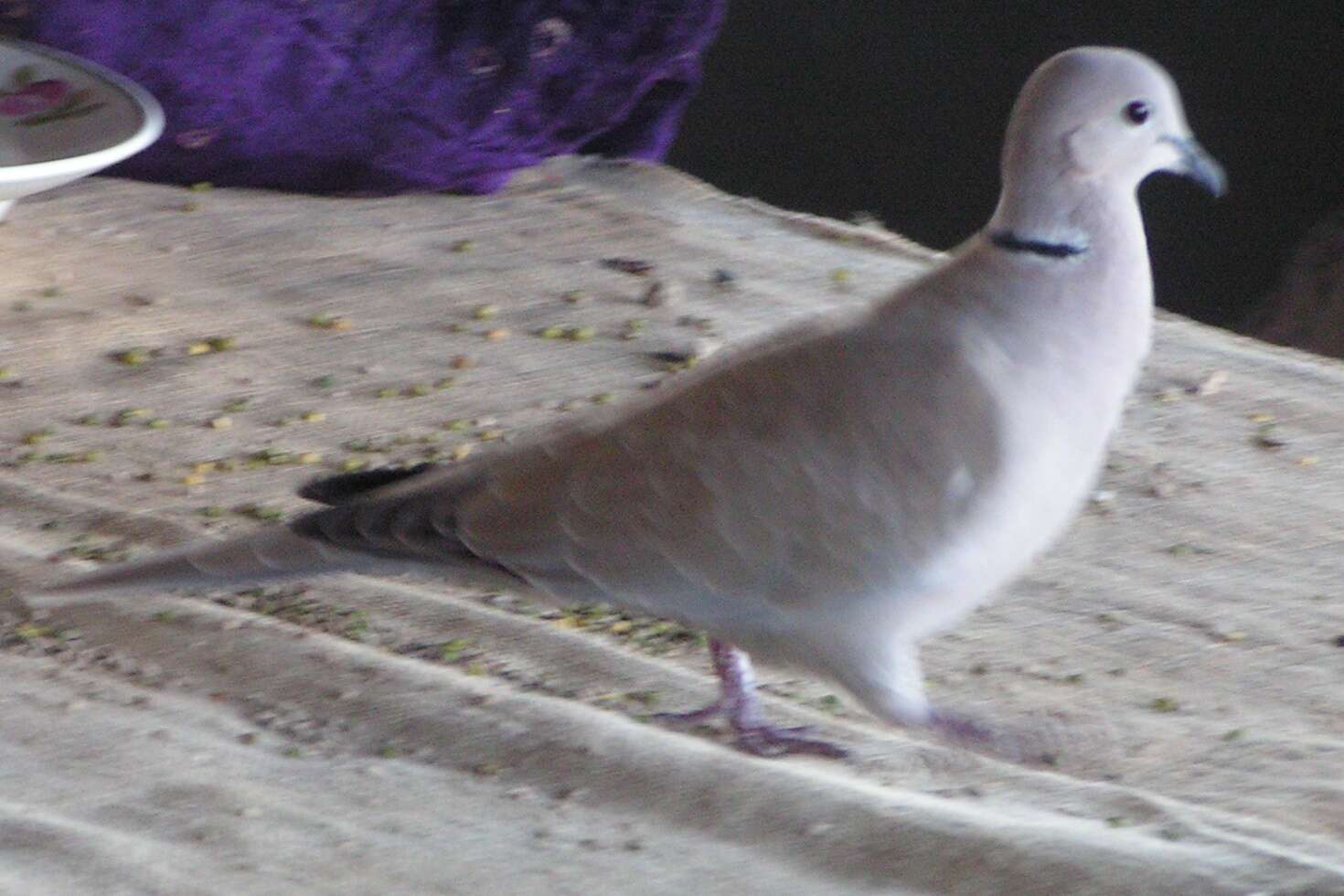 Image of Collared Dove