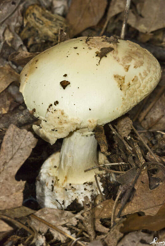 Image of False deathcap