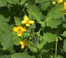 Image of celandine