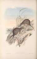 Image of Parantechinus Tate 1947